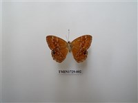 藏品(白點褐蜆蝶)的圖片